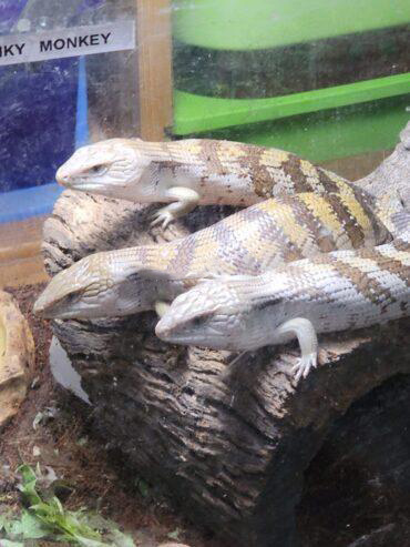 Eastern Blue-tongued skinks 6 months old