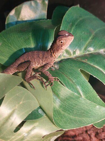 Eastern water dragons