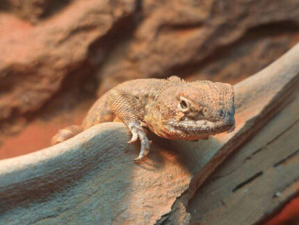 Ring – tailed dragon