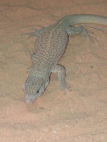Long-tailed rock monitor