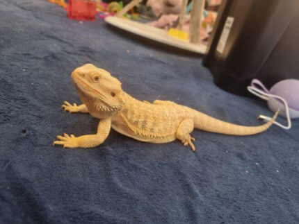 Bearded Dragon