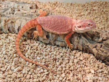 Red Bearded Dragon Hypo Het Poss. Trans Leatherback (Expo Hamm Free Delivery)