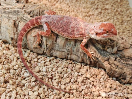 Red Bearded Dragon Hypo Het Poss. Trans (Expo Hamm Free Delivery)