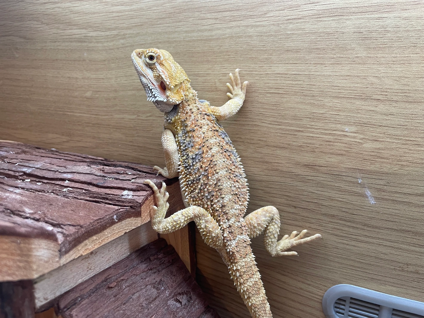 20251027171209.722-IMG_6806-1420x1420h