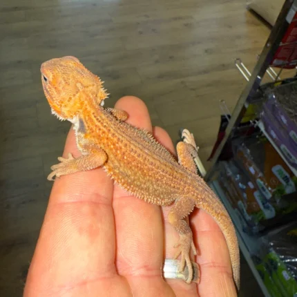 Translucent Genetic Stripe Dunner