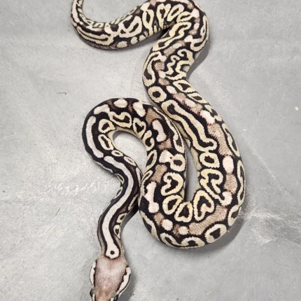 Pastel Od Spotnose Het Hypo