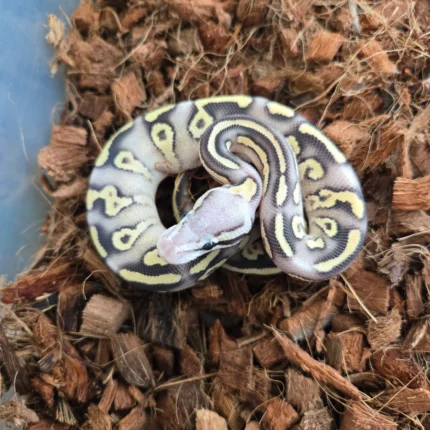 Super Pastel Mojave Fire Het Clown Het Hypo