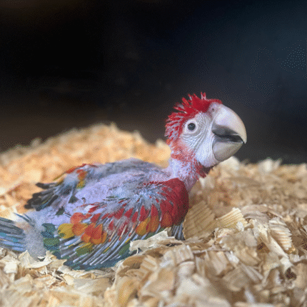 Scarlet Macaw #218264