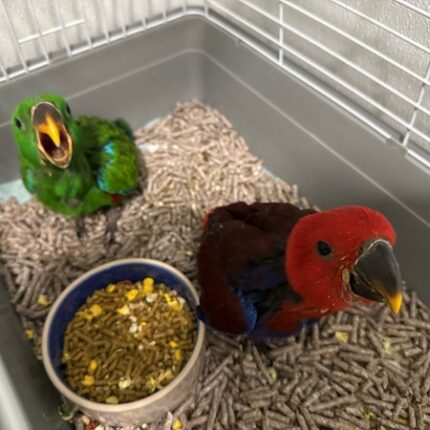 Solomon Island Eclectus #218645