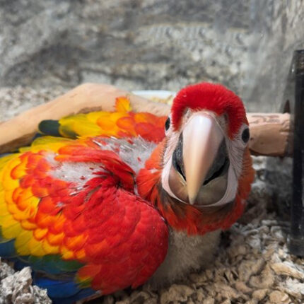Scarlet Macaw #218680