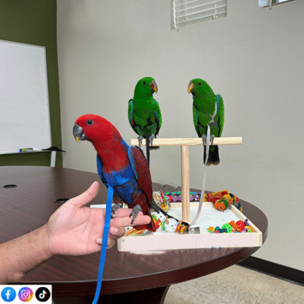 Solomon Island Eclectus #218724