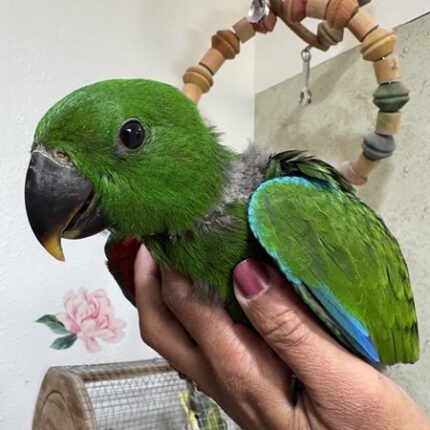 Red Sided Eclectus #218736