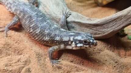 Hosmer spiny-tailed skink