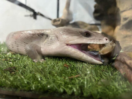 Northern Blue Tongue Skink