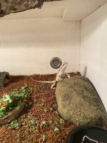 Central bearded dragon and their entire set up