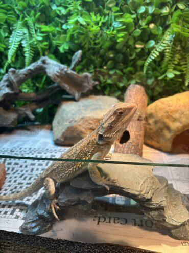 Bearded dragon
