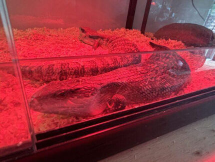 Baby blue tongue lizard- EOI