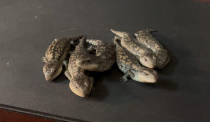 Baby blotch blue tongue