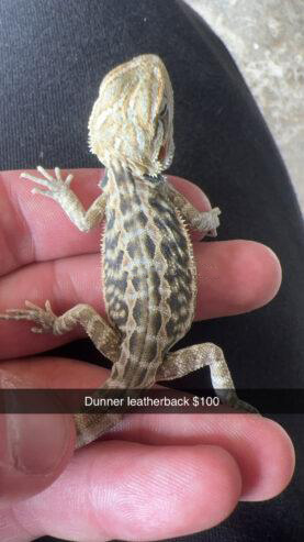 Baby Bearded Dragon