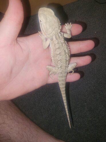 TRIO Pogona henrylawsoni