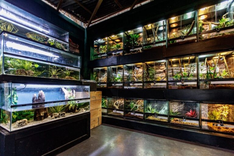 Buy Bearded Dragon Europe | Buy Leopard Gecko Europe | Panther Chameleon Europe | Tortoise for sale Europe