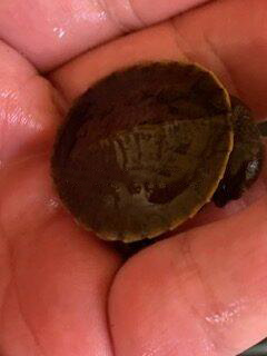 Murray River Short neck Hatchlings